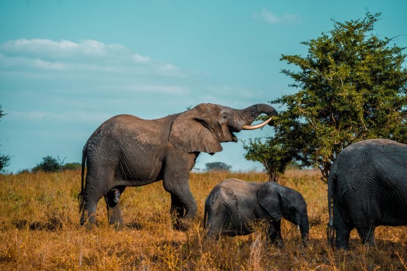 Tarangire Elephant Safari - Book Tanzania's Best Elephant Wildlife Tour