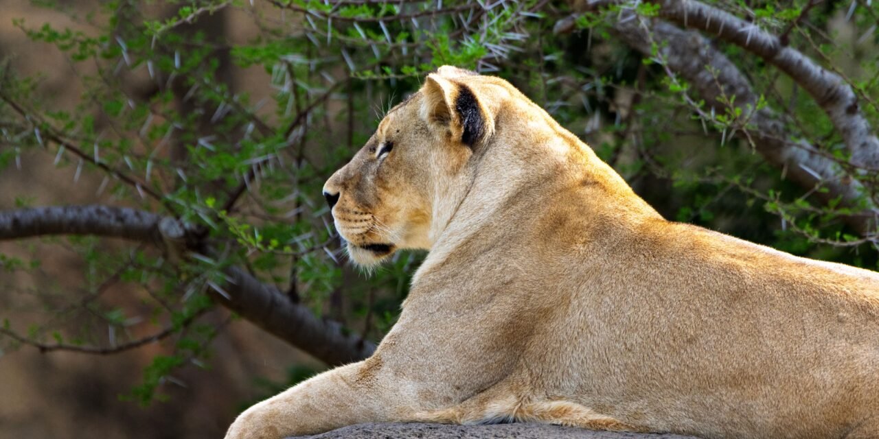Top Rated 8 days Serengeti migration safari budget package deals 2026-2027