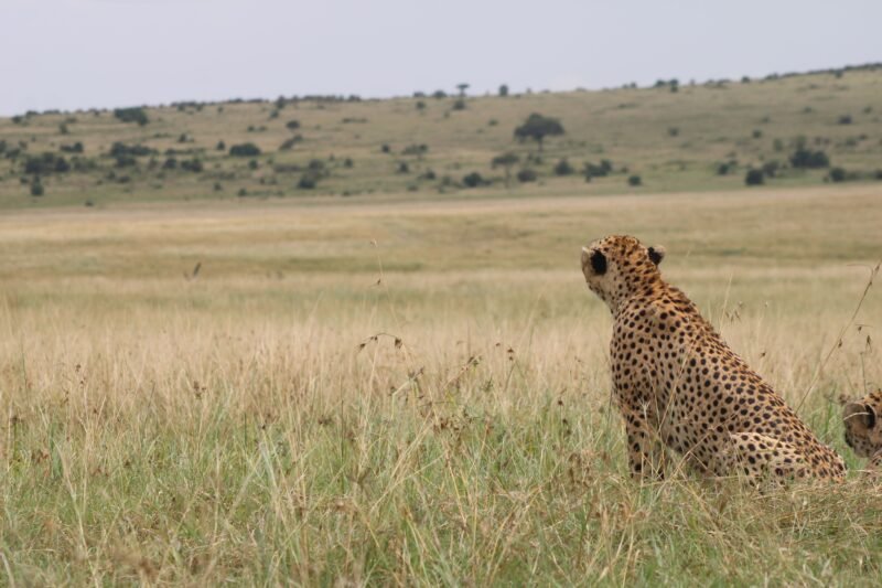 Private 5 days Serengeti safari private safari package 2026-2027