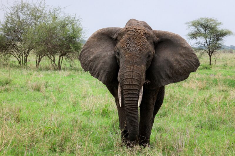 Ngorongoro Crater Private Safari - Book Flexible Big Five Day Tour