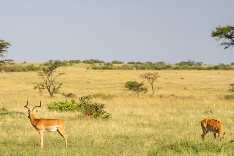 Luxury 4 days Serengeti and Ngorongoro safari booking guide and best time 2026-2027