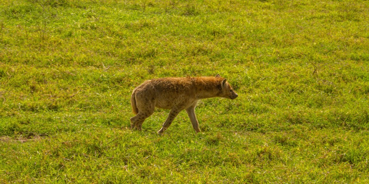 Best 1 day Ngorongoro Crater safari from Arusha itinerary and price 2026-2027