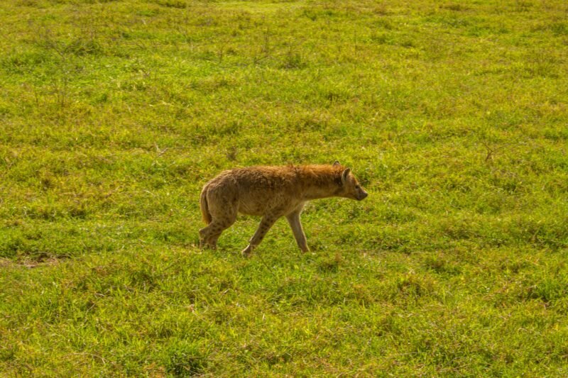 Best 1 day Ngorongoro Crater safari from Arusha itinerary and price 2026-2027