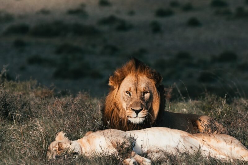 6 Days Serengeti Migration Safari - Book Wildebeest Migration Adventure
