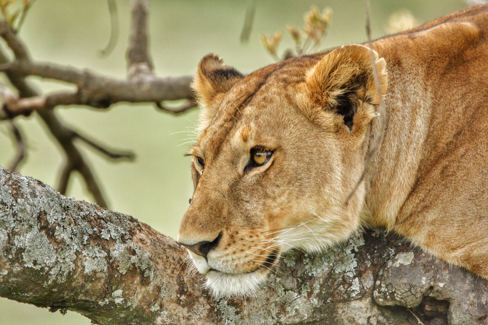 4 Days Serengeti and Ngorongoro Safari - Book Big Five Tanzania Adventure