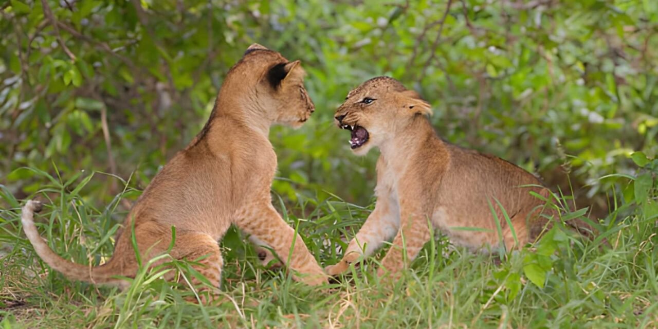 How Much Does A Budget Tanzania Safari Cost? 2026-2027