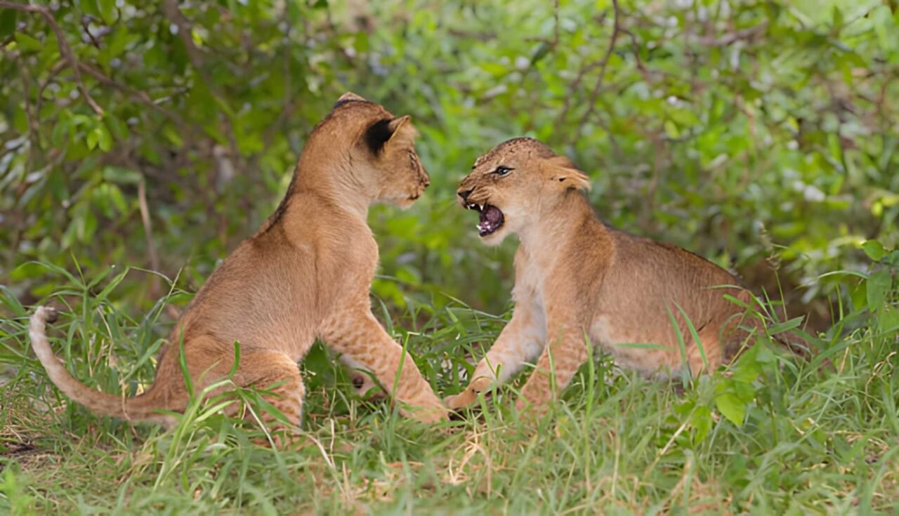 Best 14-Day Tanzania Safari Itinerary And Cost For 2026-2027