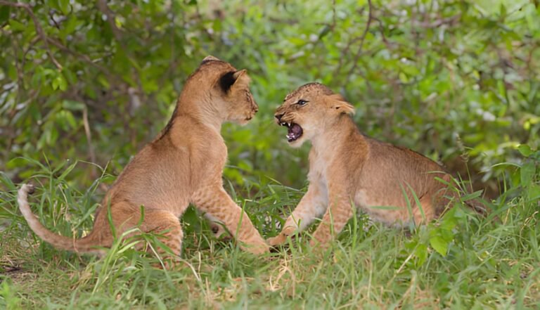 How much does a budget Tanzania safari cost?