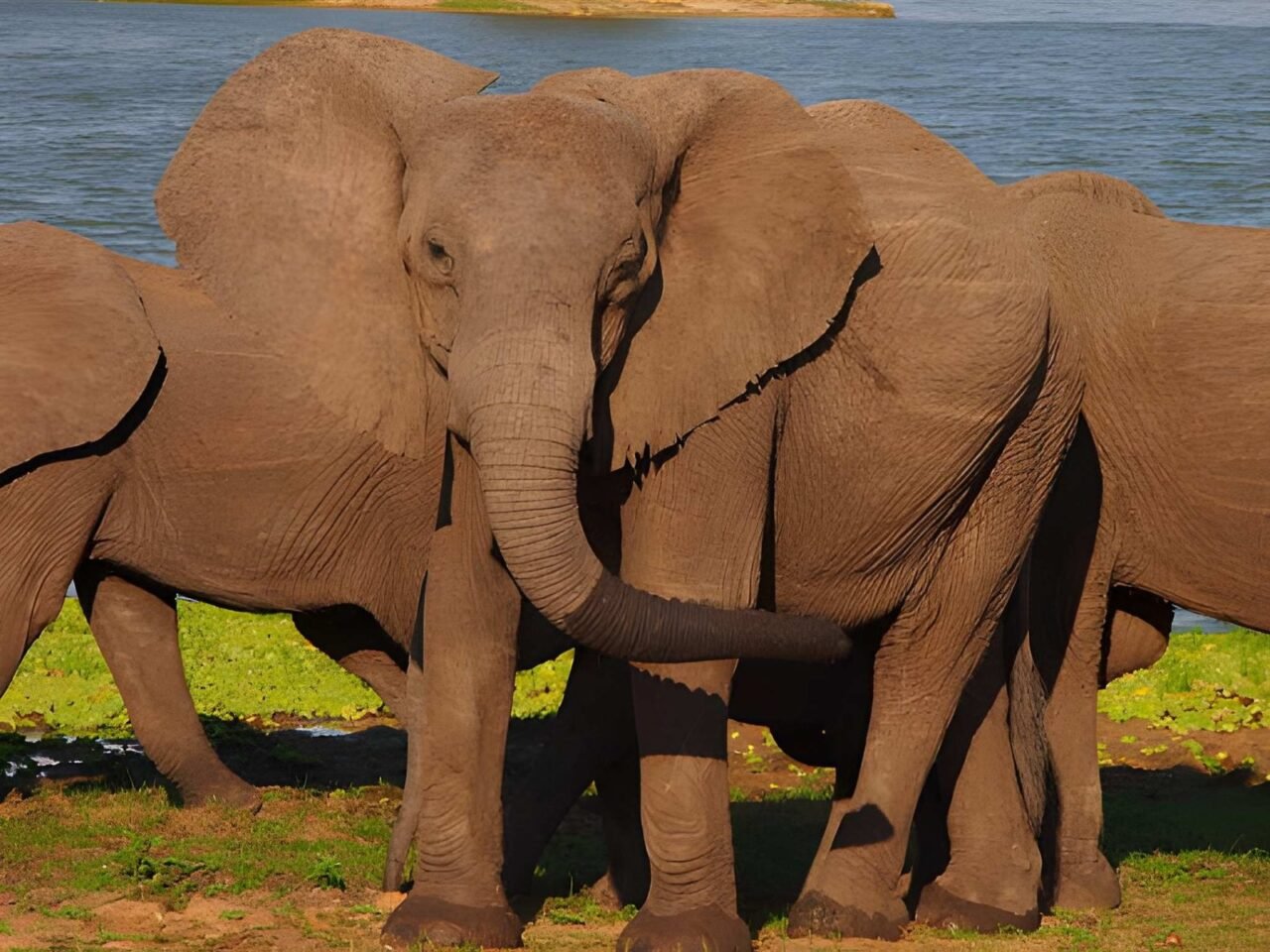 3 Days Tanzania Safari Cost: Budget, Mid-Range And Luxury Prices Guide