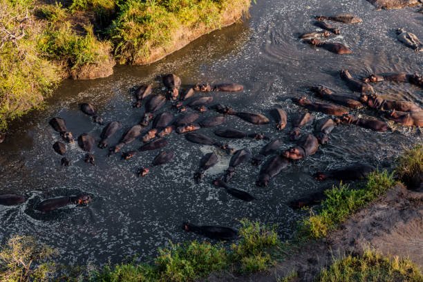 Mara River Crossing Safari Cost, Best Time & Travel Guide