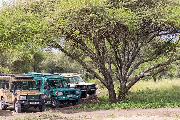 Shengena Forest Tour From Moshi: Complete Guide 2026-2027-2028
