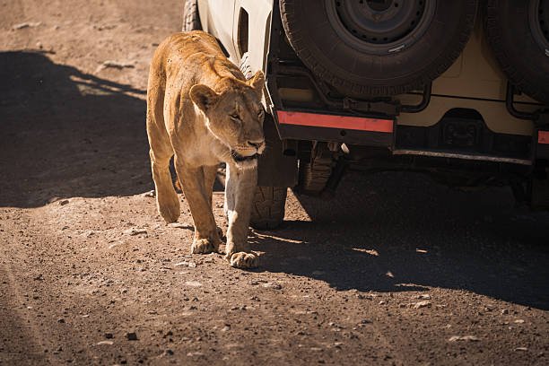 9 Days Great Migration Safari Cost From Arusha 2026-2027