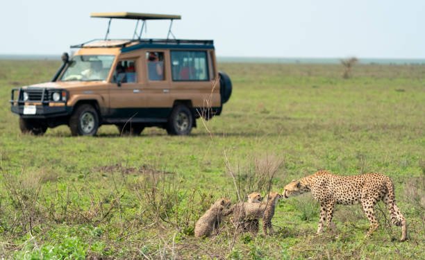 2 Days Serengeti Safari from Arusha - Book Short Wildlife Adventure in Tanzania